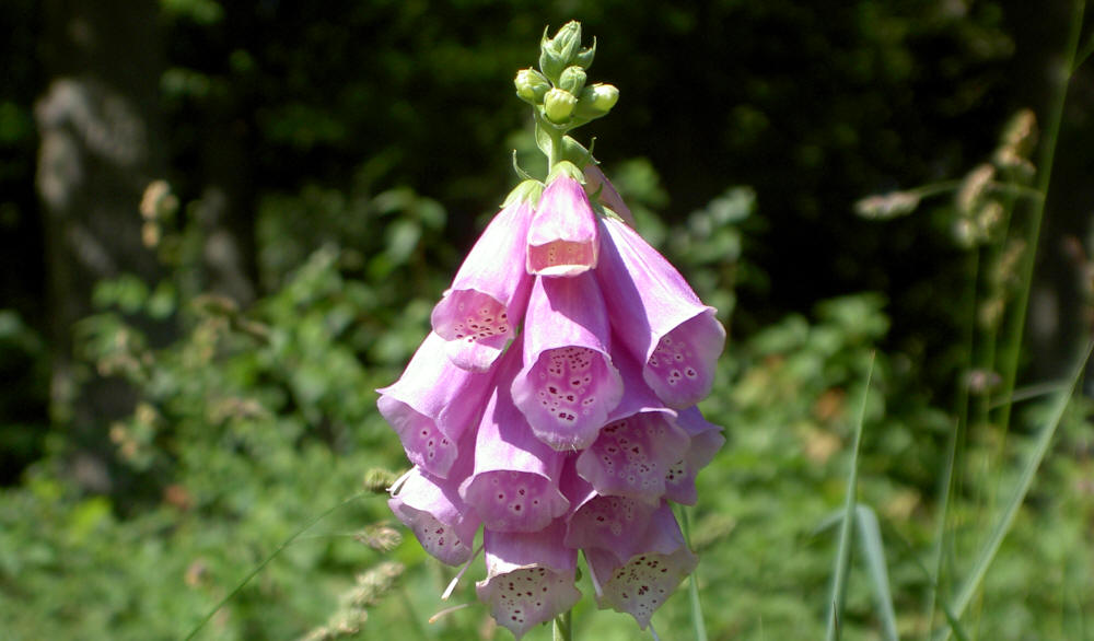 Digitalis purpurea
