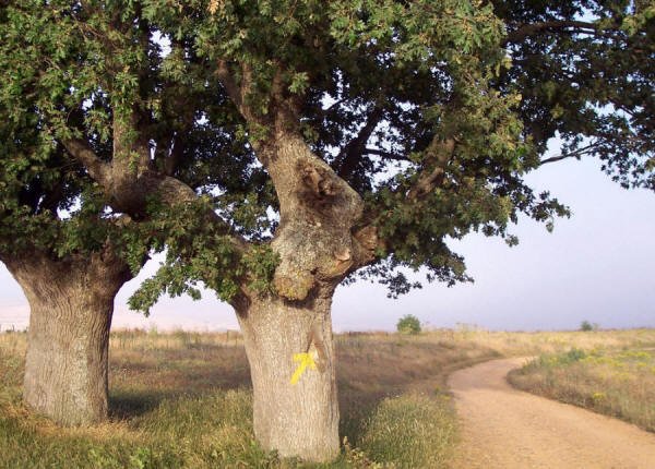 Quercie con freccia