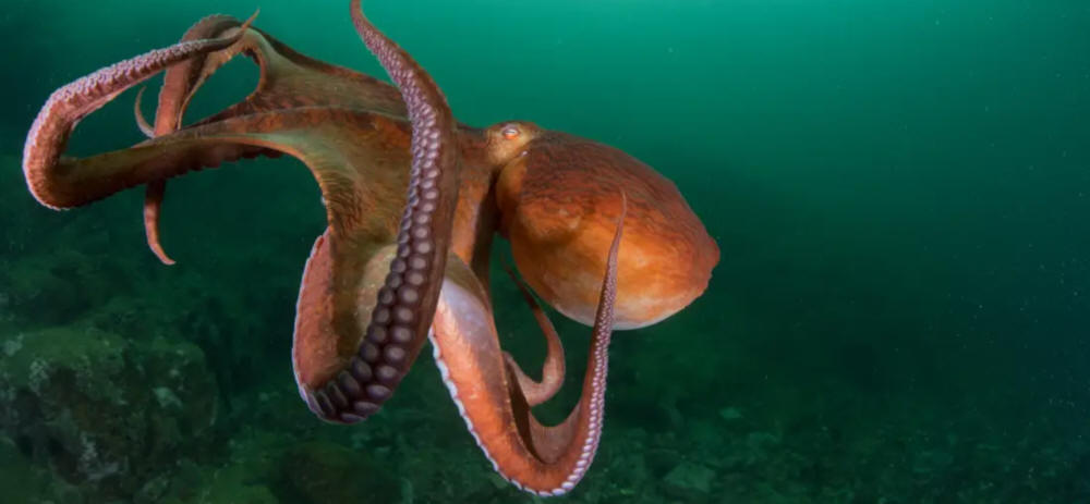 squid or octopus?